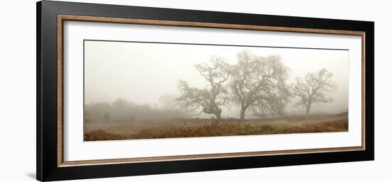 Oak Tree #59-Alan Blaustein-Framed Photographic Print