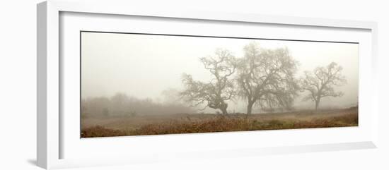 Oak Tree #59-Alan Blaustein-Framed Photographic Print