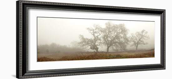 Oak Tree #59-Alan Blaustein-Framed Photographic Print