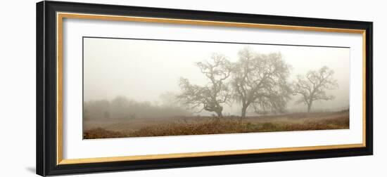 Oak Tree #59-Alan Blaustein-Framed Photographic Print