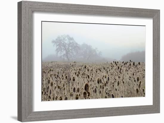 Oak Tree #61-Alan Blaustein-Framed Photographic Print