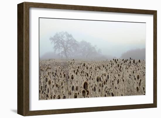 Oak Tree #61-Alan Blaustein-Framed Photographic Print