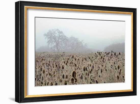 Oak Tree #61-Alan Blaustein-Framed Photographic Print