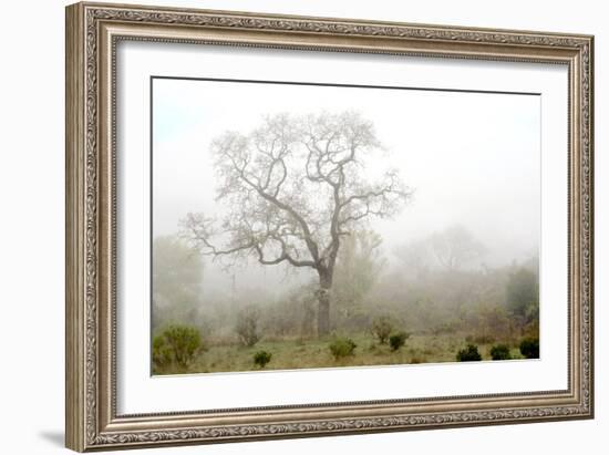 Oak Tree #62-Alan Blaustein-Framed Photographic Print