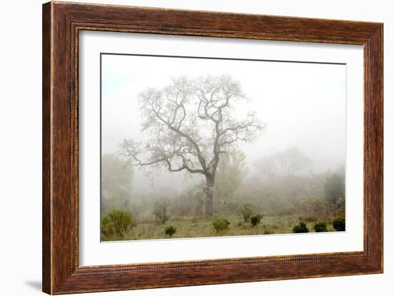 Oak Tree #62-Alan Blaustein-Framed Photographic Print