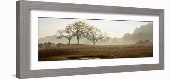 Oak Tree #64-Alan Blaustein-Framed Photographic Print