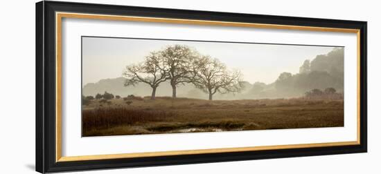 Oak Tree #64-Alan Blaustein-Framed Photographic Print