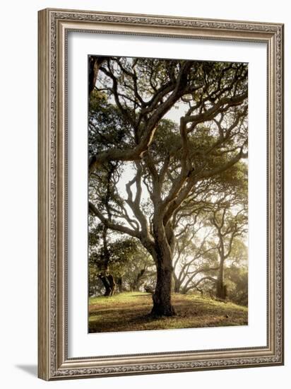 Oak Tree #69-Alan Blaustein-Framed Photographic Print
