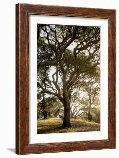 Oak Tree #69-Alan Blaustein-Framed Photographic Print