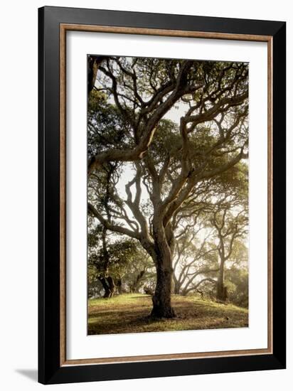 Oak Tree #69-Alan Blaustein-Framed Photographic Print