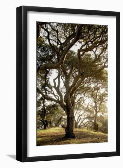 Oak Tree #69-Alan Blaustein-Framed Photographic Print