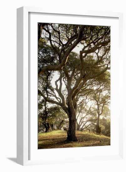 Oak Tree #69-Alan Blaustein-Framed Photographic Print