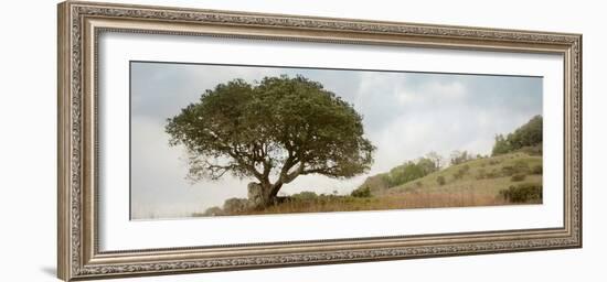 Oak Tree #76-Alan Blaustein-Framed Photographic Print