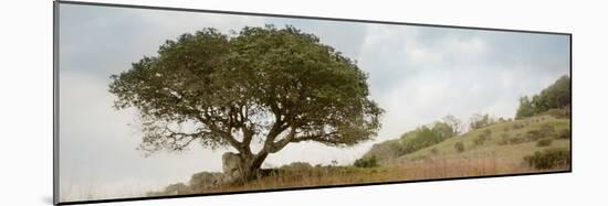 Oak Tree #76-Alan Blaustein-Mounted Photographic Print