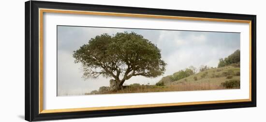 Oak Tree #76-Alan Blaustein-Framed Photographic Print