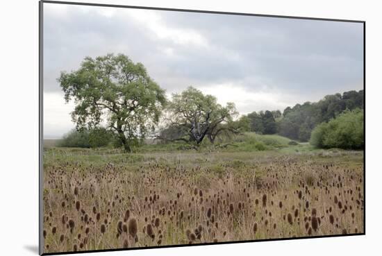 Oak Tree #81-Alan Blaustein-Mounted Photographic Print