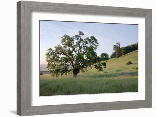 Oak Tree #86-Alan Blaustein-Framed Photographic Print