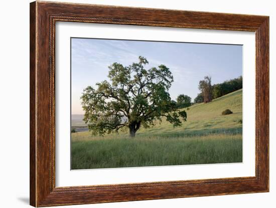 Oak Tree #86-Alan Blaustein-Framed Photographic Print