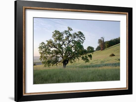 Oak Tree #86-Alan Blaustein-Framed Photographic Print