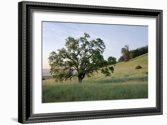 Oak Tree #86-Alan Blaustein-Framed Photographic Print