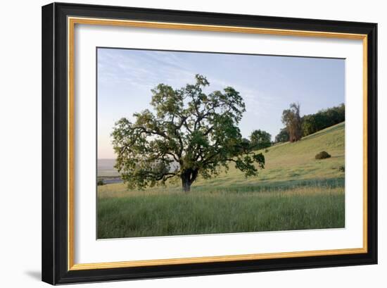 Oak Tree #86-Alan Blaustein-Framed Photographic Print