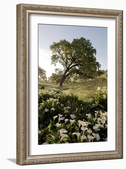 Oak Tree #90-Alan Blaustein-Framed Photographic Print