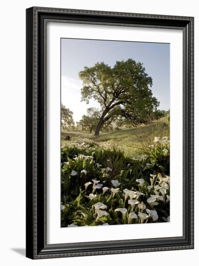 Oak Tree #90-Alan Blaustein-Framed Photographic Print