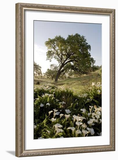 Oak Tree #90-Alan Blaustein-Framed Photographic Print