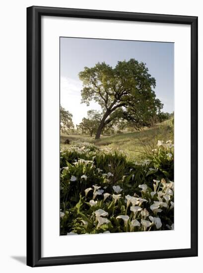 Oak Tree #90-Alan Blaustein-Framed Photographic Print