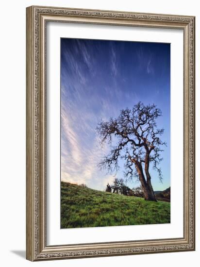 Oak Tree and Sky Flow, Winter Hills Northern California, Sonoma, Petaluma-Vincent James-Framed Photographic Print