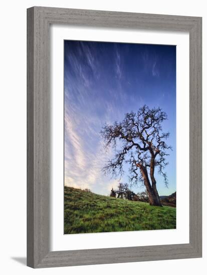 Oak Tree and Sky Flow, Winter Hills Northern California, Sonoma, Petaluma-Vincent James-Framed Photographic Print