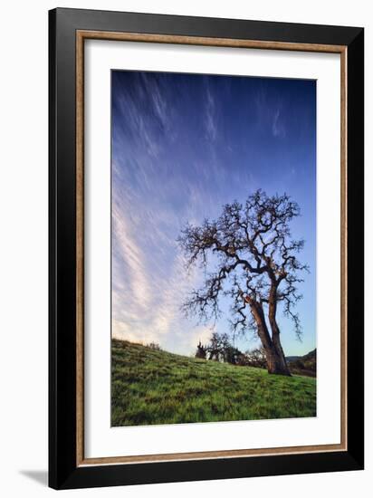 Oak Tree and Sky Flow, Winter Hills Northern California, Sonoma, Petaluma-Vincent James-Framed Photographic Print