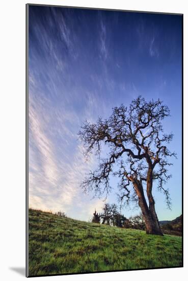 Oak Tree and Sky Flow, Winter Hills Northern California, Sonoma, Petaluma-Vincent James-Mounted Photographic Print