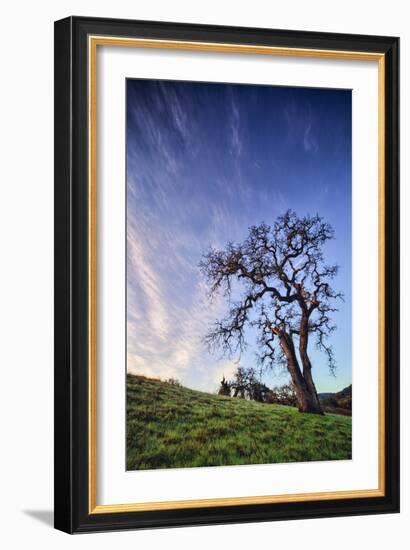 Oak Tree and Sky Flow, Winter Hills Northern California, Sonoma, Petaluma-Vincent James-Framed Photographic Print