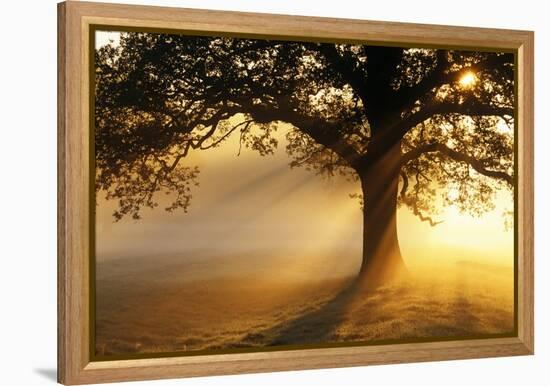 Oak Tree At Sunrise-Jeremy Walker-Framed Premier Image Canvas