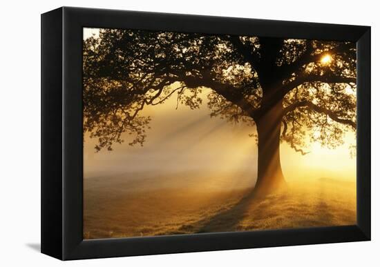 Oak Tree At Sunrise-Jeremy Walker-Framed Premier Image Canvas