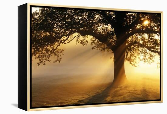 Oak Tree At Sunrise-Jeremy Walker-Framed Premier Image Canvas