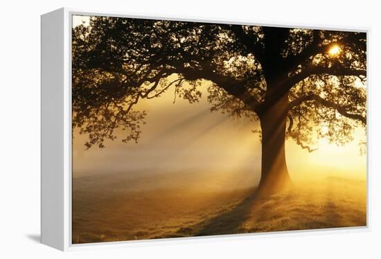 Oak Tree At Sunrise-Jeremy Walker-Framed Premier Image Canvas
