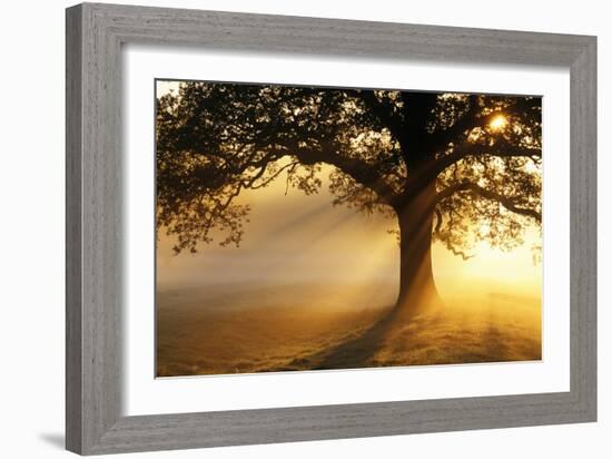 Oak Tree At Sunrise-Jeremy Walker-Framed Photographic Print