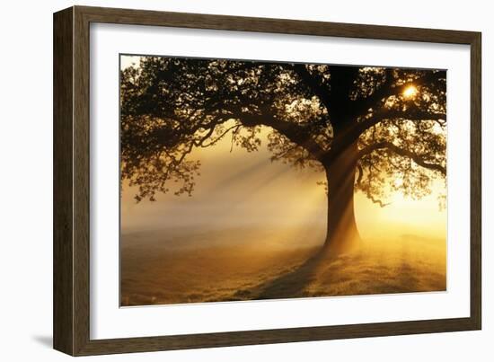 Oak Tree At Sunrise-Jeremy Walker-Framed Photographic Print