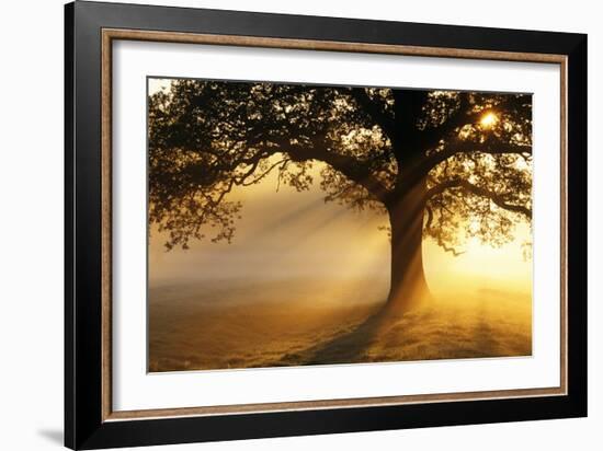 Oak Tree At Sunrise-Jeremy Walker-Framed Photographic Print