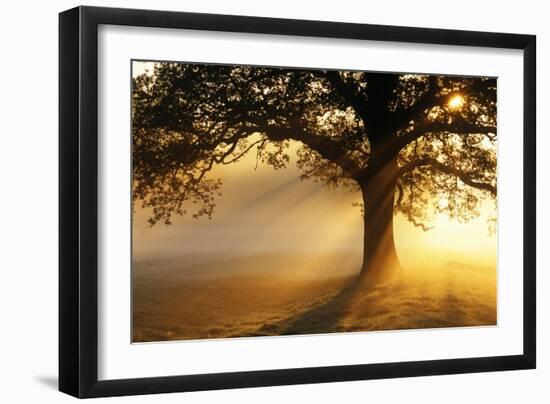Oak Tree At Sunrise-Jeremy Walker-Framed Photographic Print