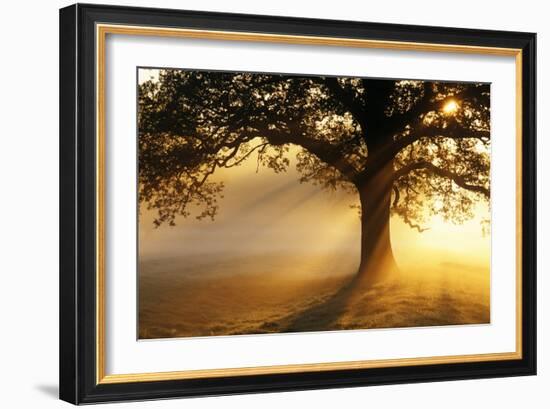 Oak Tree At Sunrise-Jeremy Walker-Framed Photographic Print