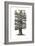 Oak Tree Composition I-Naomi McCavitt-Framed Art Print