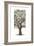 Oak Tree Composition II-Naomi McCavitt-Framed Art Print