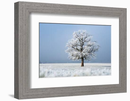 Oak tree covered in hoarfrost in frosty field in winter, Germany-Konrad Wothe-Framed Photographic Print