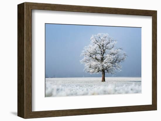 Oak tree covered in hoarfrost in frosty field in winter, Germany-Konrad Wothe-Framed Photographic Print