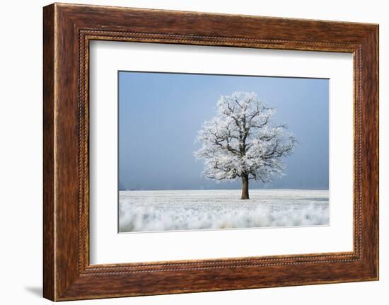 Oak tree covered in hoarfrost in frosty field in winter, Germany-Konrad Wothe-Framed Photographic Print