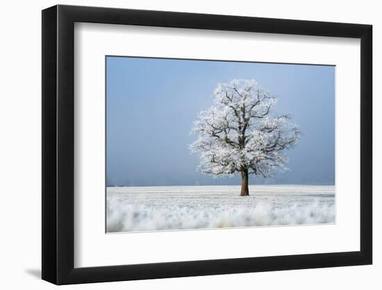 Oak tree covered in hoarfrost in frosty field in winter, Germany-Konrad Wothe-Framed Photographic Print