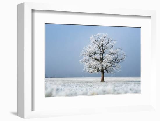 Oak tree covered in hoarfrost in frosty field in winter, Germany-Konrad Wothe-Framed Photographic Print